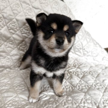 柴犬(豆柴)【鹿児島県・女の子・2025年8月12日・黒毛】の写真「綺麗なお顔の女の子」