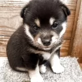 豆柴