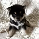 豆柴