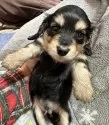 カニンヘンダックスフンド(ロング)【鹿児島県・男の子・2024年11月16日・ブラックイエロー】の写真3