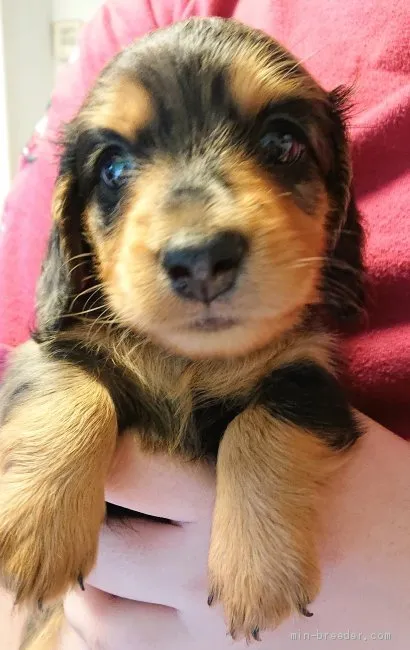 ID：1907-00288の子犬