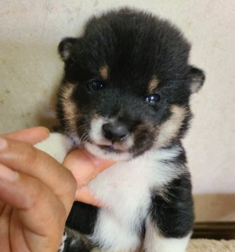 柴犬(豆柴)【鹿児島県・男の子・2022年6月23日・黒】の写真「かっこいい男の子」