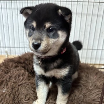 柴犬(豆柴)【鹿児島県・女の子・2022年12月11日・黒】の写真「小さい耳とくるりと可愛いおめ目」