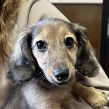 カニンヘンダックスフンド(ロング)【鹿児島県・男の子・2023年11月15日・シェーデッドイエロー】の写真「綺麗な男の子」