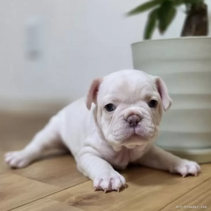 ID:2508-07402の子犬
