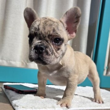 フレンチブルドッグ【愛媛県・女の子・2025年8月20日・マール】の写真「ムチムチBody」