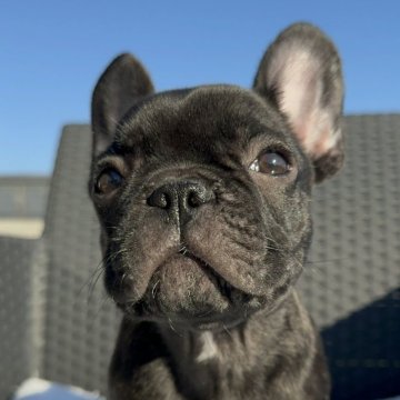 フレンチブルドッグ【愛媛県・男の子・2025年8月27日・ブリンドル】の写真「かわいい」