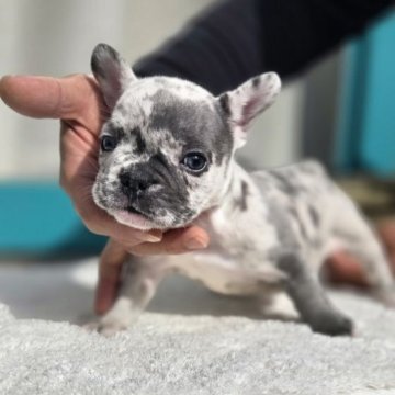 フレンチブルドッグ【愛媛県・女の子・2025年9月21日・マール】の写真「凄く綺麗なCOLOR」