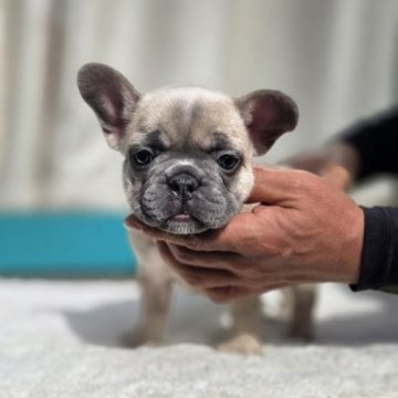 フレンチブルドッグ【愛媛県・女の子・2025年9月21日・シャンパン】の写真「凄くかわいい」