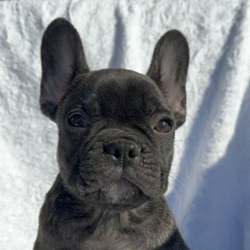 フレンチブルドッグ【愛媛県・男の子・2025年8月27日・ブリンドル】の写真「可愛い子です」