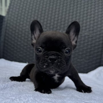 フレンチブルドッグ【愛媛県・女の子・2025年8月27日・ブリンドル】の写真「可愛い女の子」