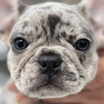 フレンチブルドッグ【愛媛県・女の子・2025年8月17日・マール】の写真「可愛い子」