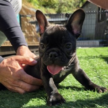 フレンチブルドッグ【愛媛県・女の子・2025年8月20日・ブリンドル】の写真「真ん丸お顔のオスより小さい女の子です。」