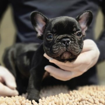フレンチブルドッグ【愛媛県・男の子・2025年8月19日・ブリンドル】の写真「真っ黒クロちゃんです。」