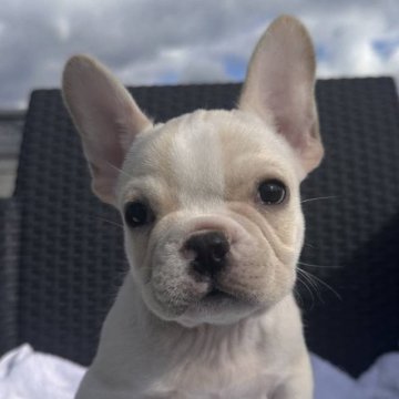 フレンチブルドッグ【愛媛県・男の子・2025年8月27日・クリーム】の写真「可愛い男の子」