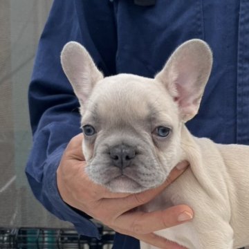 フレンチブルドッグ【愛媛県・男の子・2025年9月21日・シャンパン】の写真「凄くかわいい」