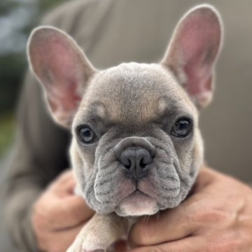フレンチブルドッグ【愛媛県・女の子・2025年7月23日・シャンパン】の写真「まん丸いお顔の可愛い女の子」