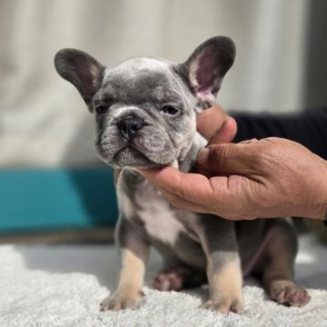 フレンチブルドッグ【愛媛県・男の子・2025年9月21日・ライラックタン】の写真「可愛い男の子」