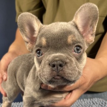 フレンチブルドッグ【愛媛県・男の子・2025年9月21日・ライラックタン】の写真「可愛い男の子」