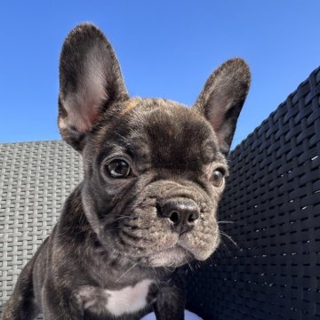 フレンチブルドッグ【愛媛県・男の子・2025年8月27日・ブリンドル】の写真「可愛い子です」