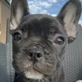 フレンチブルドッグ