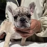 フレンチブルドッグ