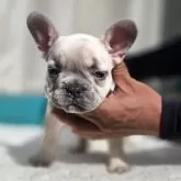 フレンチブルドッグ【愛媛県・男の子・2025年9月21日・シャンパン】の写真1