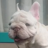 フレンチブルドッグ