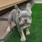 フレンチブルドッグ