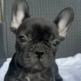 フレンチブルドッグ