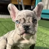 フレンチブルドッグ