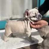 フレンチブルドッグ【愛媛県・男の子・2025年9月21日・シャンパン】の写真3