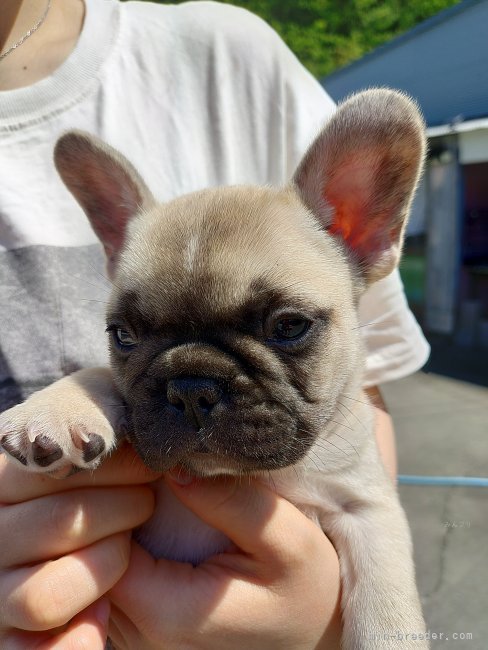 フレンチブルドッグ【・男の子・2024年3月15日・フォーン】