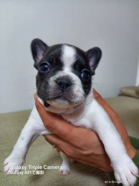 ID:2111-01424の子犬