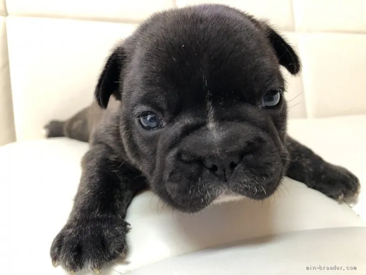 ID：2006-00360の子犬