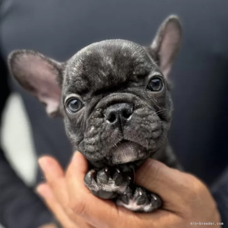 ID：2407-08002の子犬
