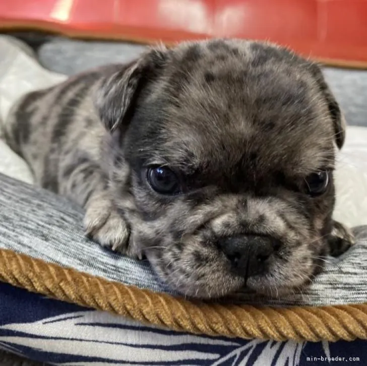 ID：2212-00284の子犬