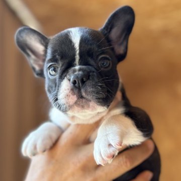 フレンチブルドッグ【愛媛県・女の子・2024年7月1日・パイド】の写真「凄くコンパクト」