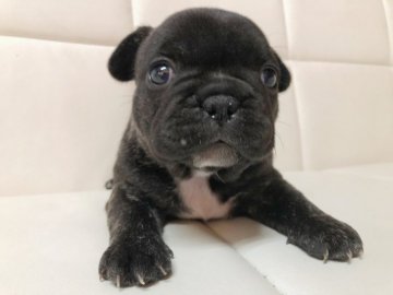 フレンチブルドッグ【愛媛県・女の子・2020年5月10日・ブリンドル】の写真「目がくりくりの女の子です^ - ^」