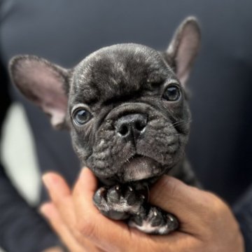 フレンチブルドッグ【愛媛県・男の子・2024年7月1日・ブリンドル】の写真「可愛いです」