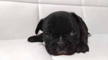 フレンチブルドッグ【愛媛県・女の子・2020年8月7日・ブリンドル】の写真「背中に白い点があります」