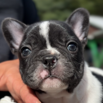 フレンチブルドッグ【愛媛県・女の子・2024年9月18日・パイド】の写真「凄く構成がいい子です」