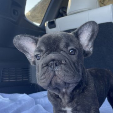 フレンチブルドッグ【愛媛県・女の子・2024年4月12日・ブリンドル】の写真「凄く可愛いです」