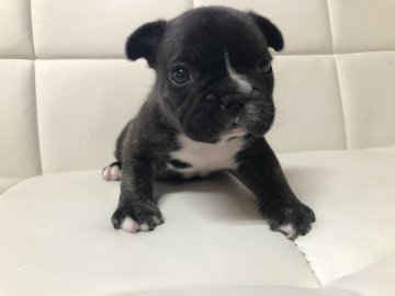 フレンチブルドッグ【愛媛県・男の子・2020年5月10日・ブリンドル】の写真「ぽっちゃり男子」