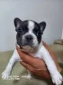 フレンチブルドッグ【愛媛県・男の子・2021年10月10日・パイド】の写真1「コンパクト❗」
