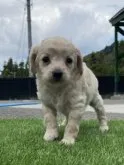 ティーカッププードル×チワワ【愛媛県・男の子・2023年9月3日・クリーム】の写真5