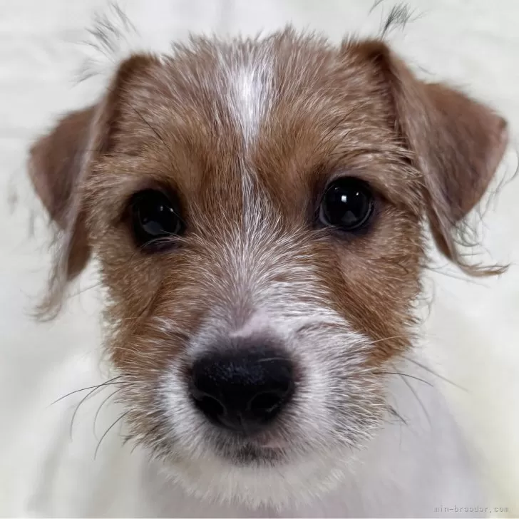 N.H 様のお迎えした子犬