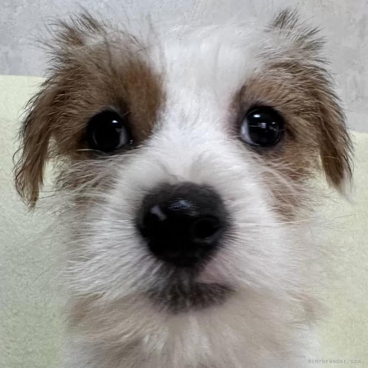 ID:2503-02905の子犬