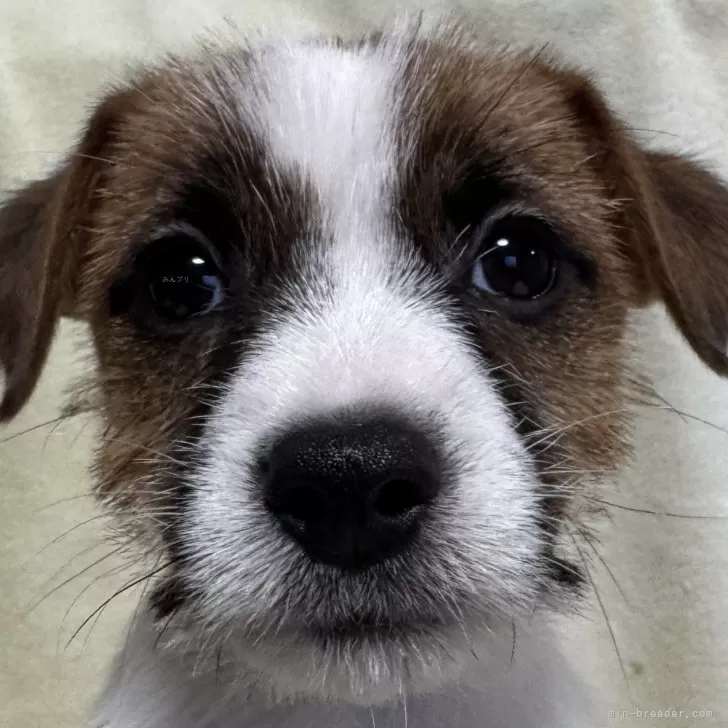 ID：2412-02205の子犬