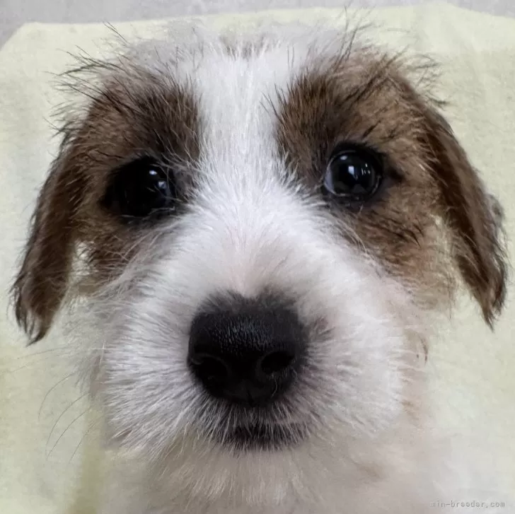 ククルのパパ 様のお迎えした子犬